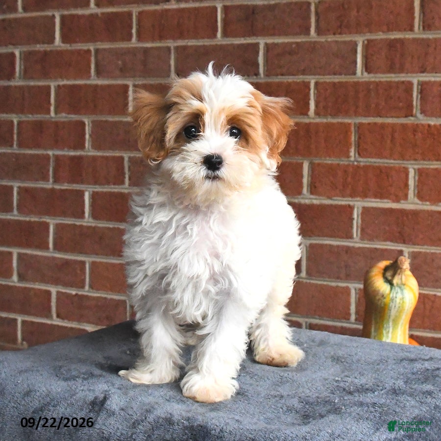 Maltipoo dogs Norah - Ad 1
