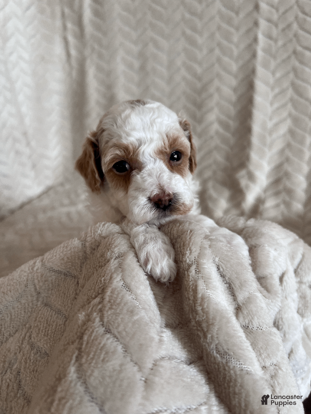 Toy Poodle dogs for sale: Gizmo - Ad 1