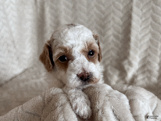 Toy Poodle dogs Gizmo - Ad 31