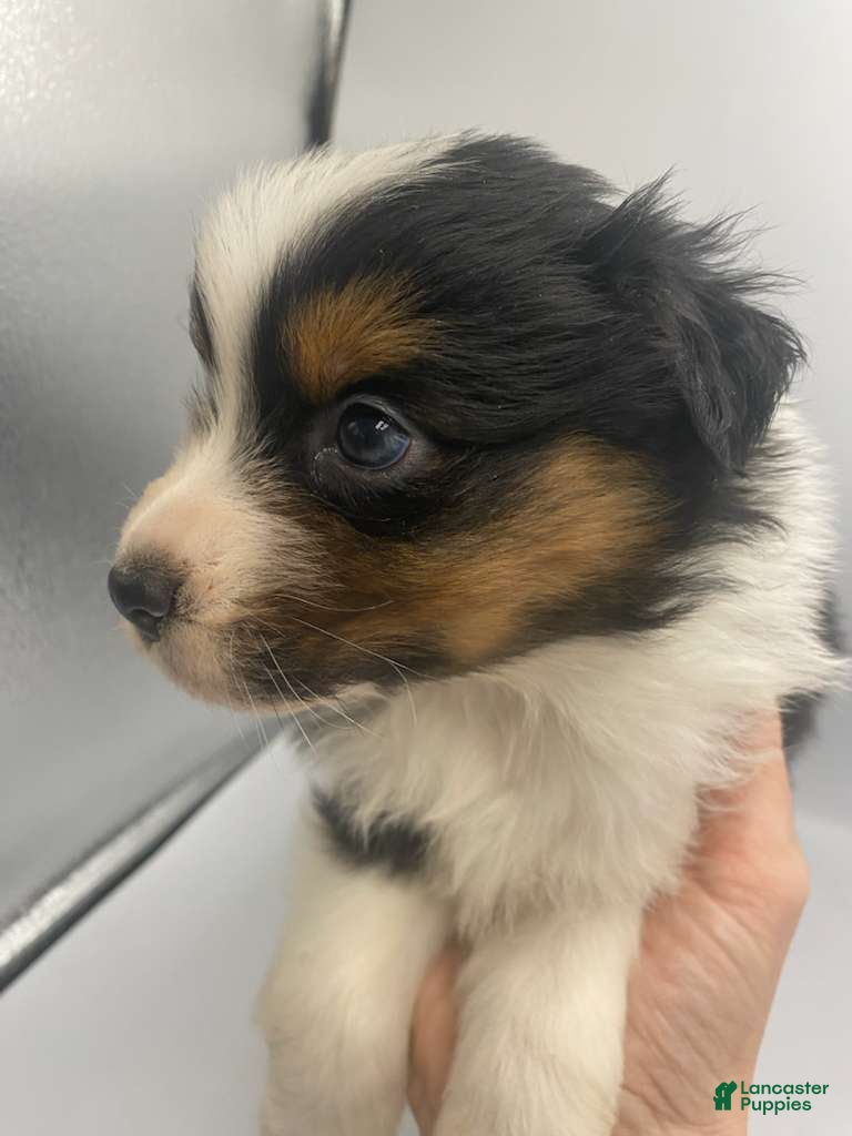 Australian Shepherd dogs Belle - Ad 15