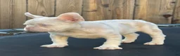 French Bulldog dogs for sale: Cheeto - Ad 4