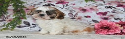 Shih Tzu dogs for sale: Sheila - Ad 3