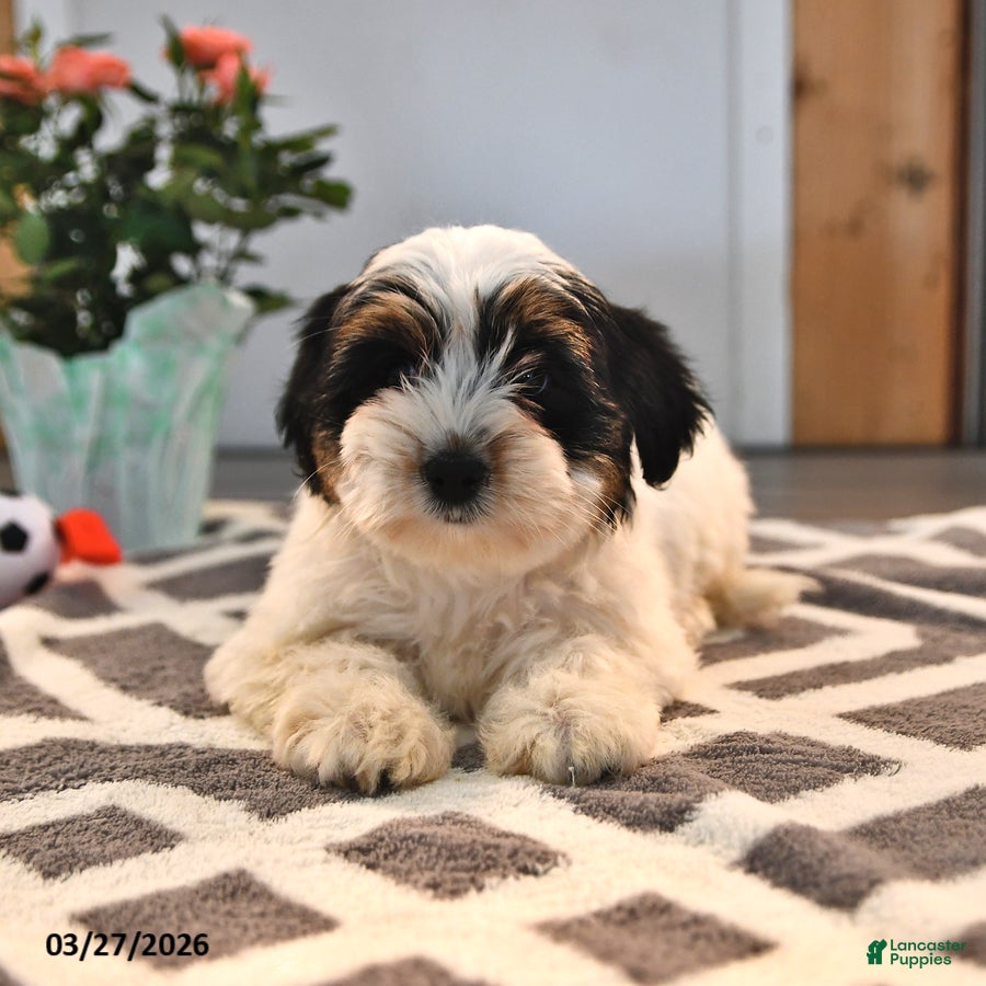 Biewer Terrier dogs Brenda - Ad 2