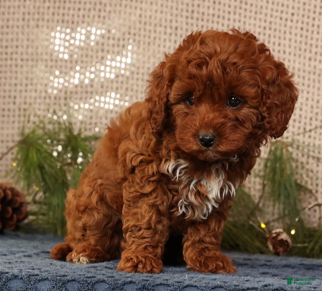 Cavapoo dogs for sale: Nick - Ad 9