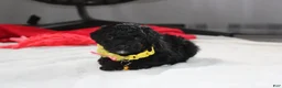 Yorkiepoo dogs for sale: Rocky - Ad 5