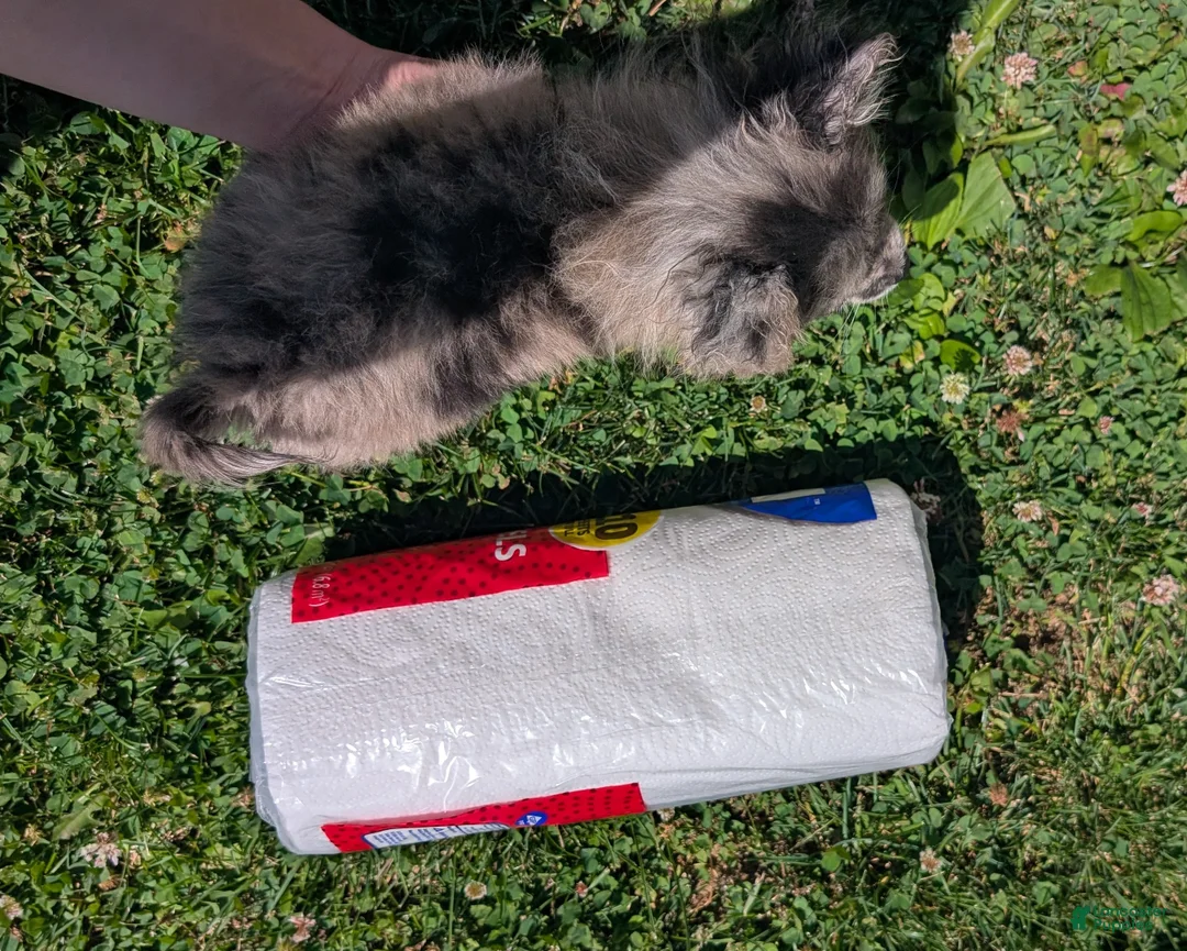 Pomeranian dogs for sale: Wingnut - Ad 14