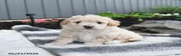 Bichpoo dogs for sale: Julio - Ad 4