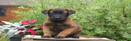 Belgian Malinois dogs for sale: Maverick - Ad 4