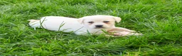 Labrador Retriever dogs for sale: Silvermist  - Ad 6