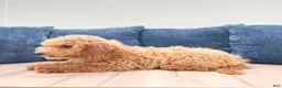 Miniature Labradoodle dogs for sale: Klark - Ad 3