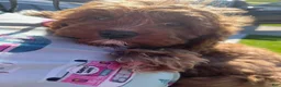 Cavapoo dogs for sale: Cavapoo 1 - Ad 1