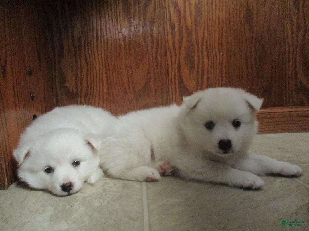 American Eskimo dogs for sale: Diamond - Ad 7