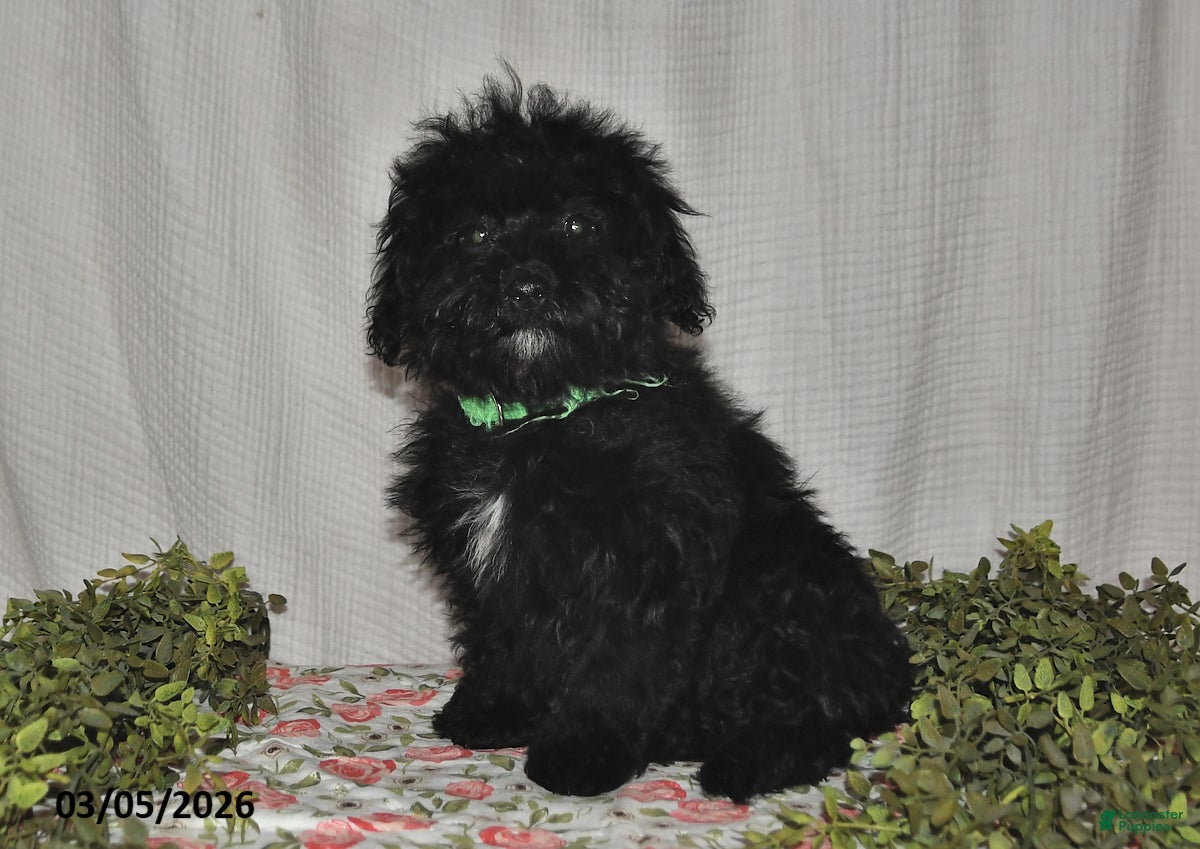 Havapoo dogs Shadow - Ad 1