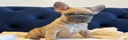 French Bulldog dogs for sale: Lily - Ad 3