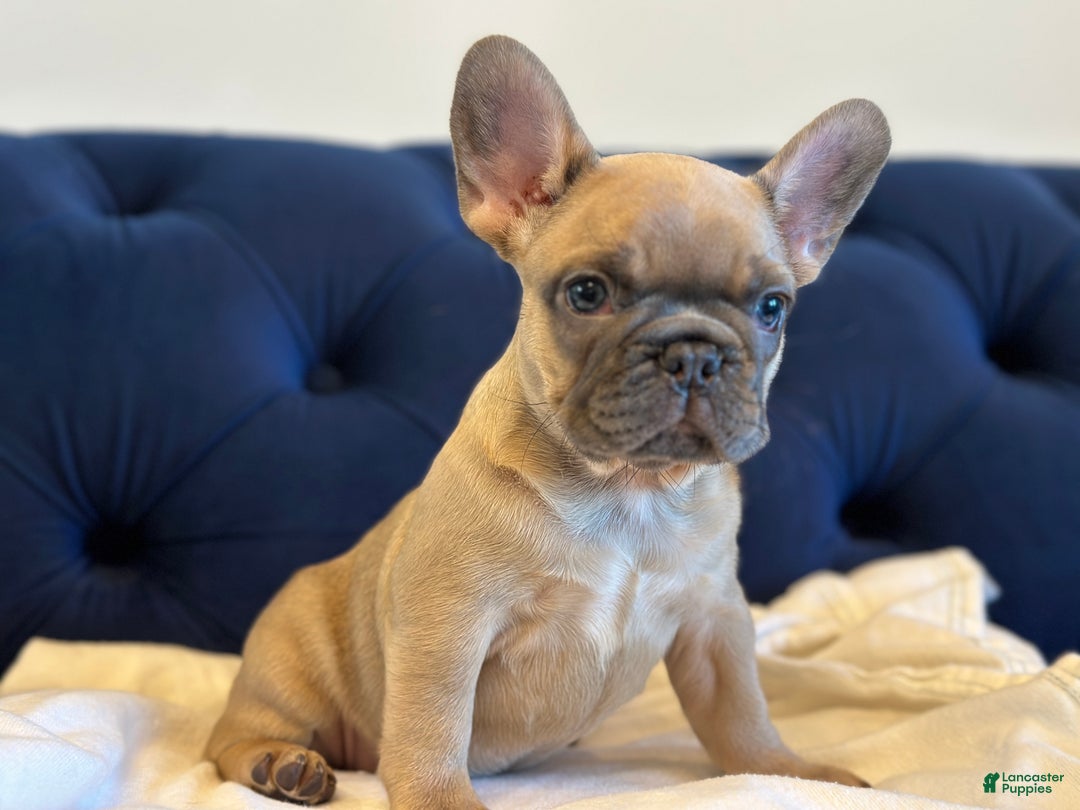 French Bulldog dogs for sale: Lily - Ad 3