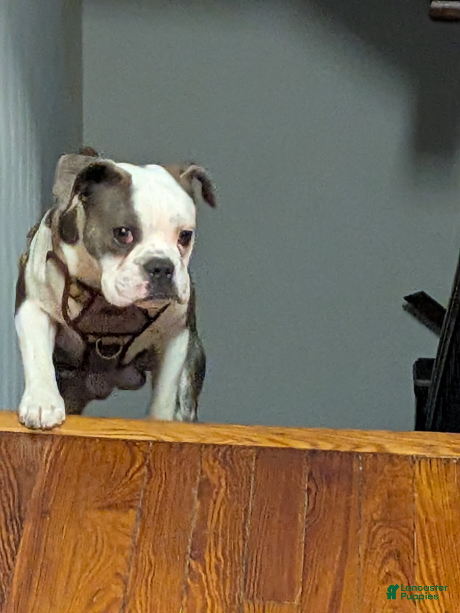 Mixed Breed dogs English Bulldog 3/4 - Ad 1