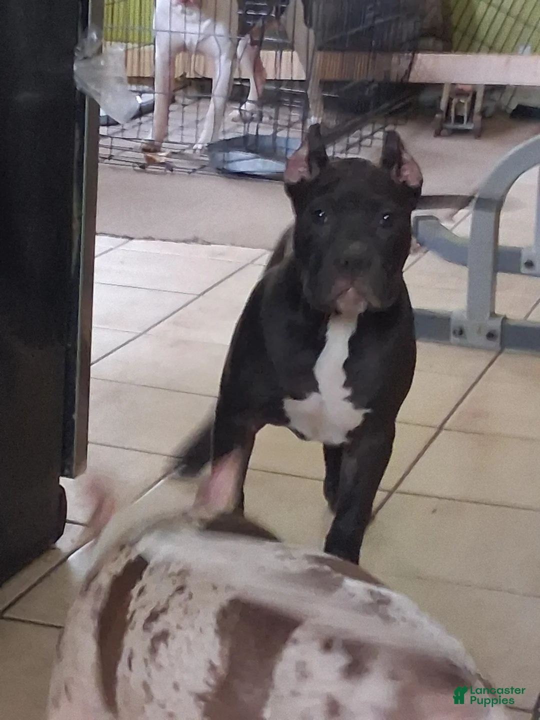 American Bully dogs for sale: American Bully Puppy 1 - Ad 2