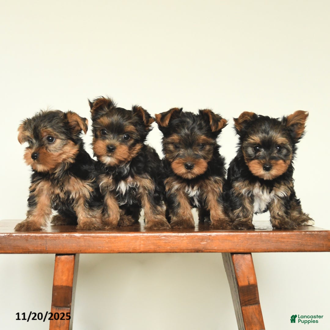 Yorkshire Terrier dogs for sale: Sadie - Ad 3