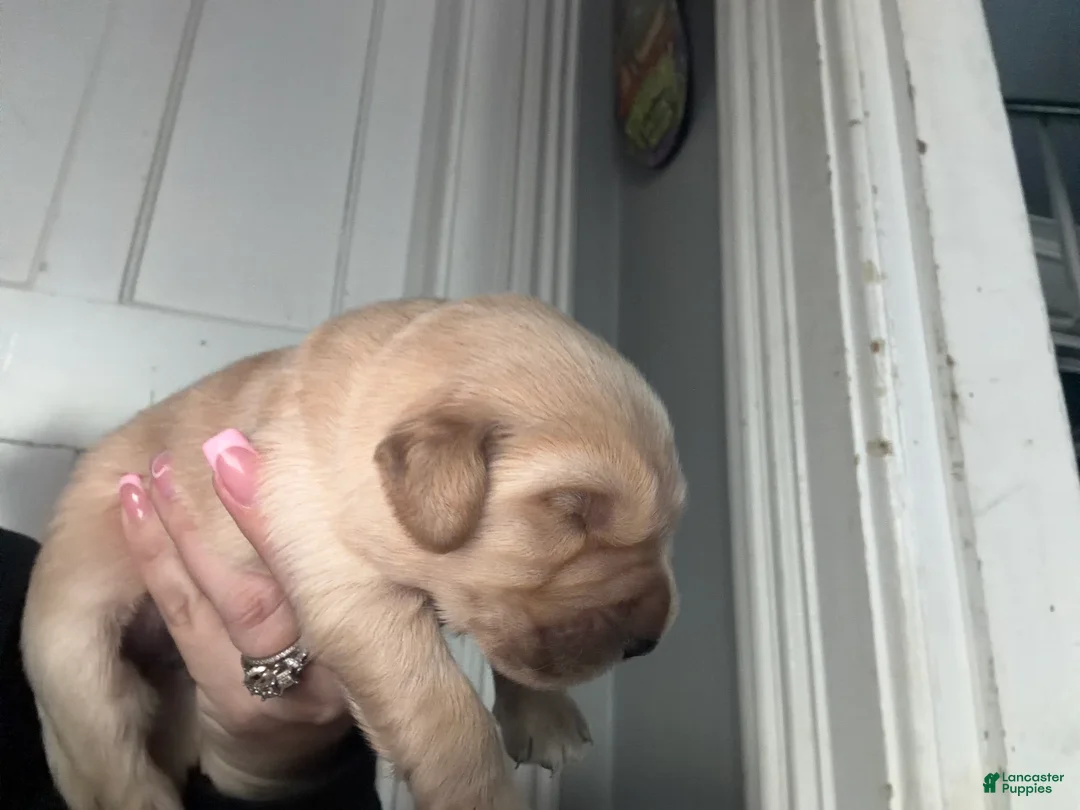 Golden Retriever dogs for sale: Golden Retriever Puppy 2 Pink - Ad 7