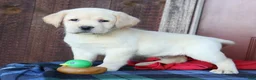 Labrador Retriever dogs for sale: Jackson - English Champ lines - Ad 1