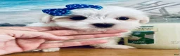 Maltese dogs for sale: Toy sized Anya - Ad 6