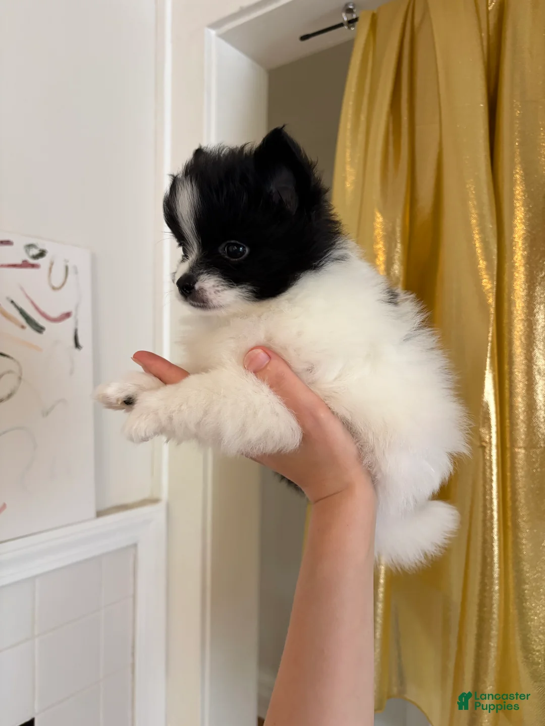 Pomeranian dogs for sale: Lana  - Ad 2
