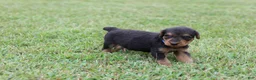 Airedale Terrier dogs for sale: AKC Juke - Ad 6
