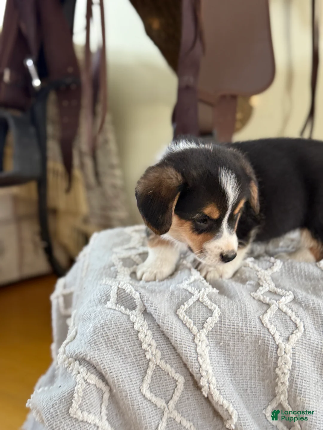 Welsh Corgi Pembroke dogs for sale: Forrest - Ad 6