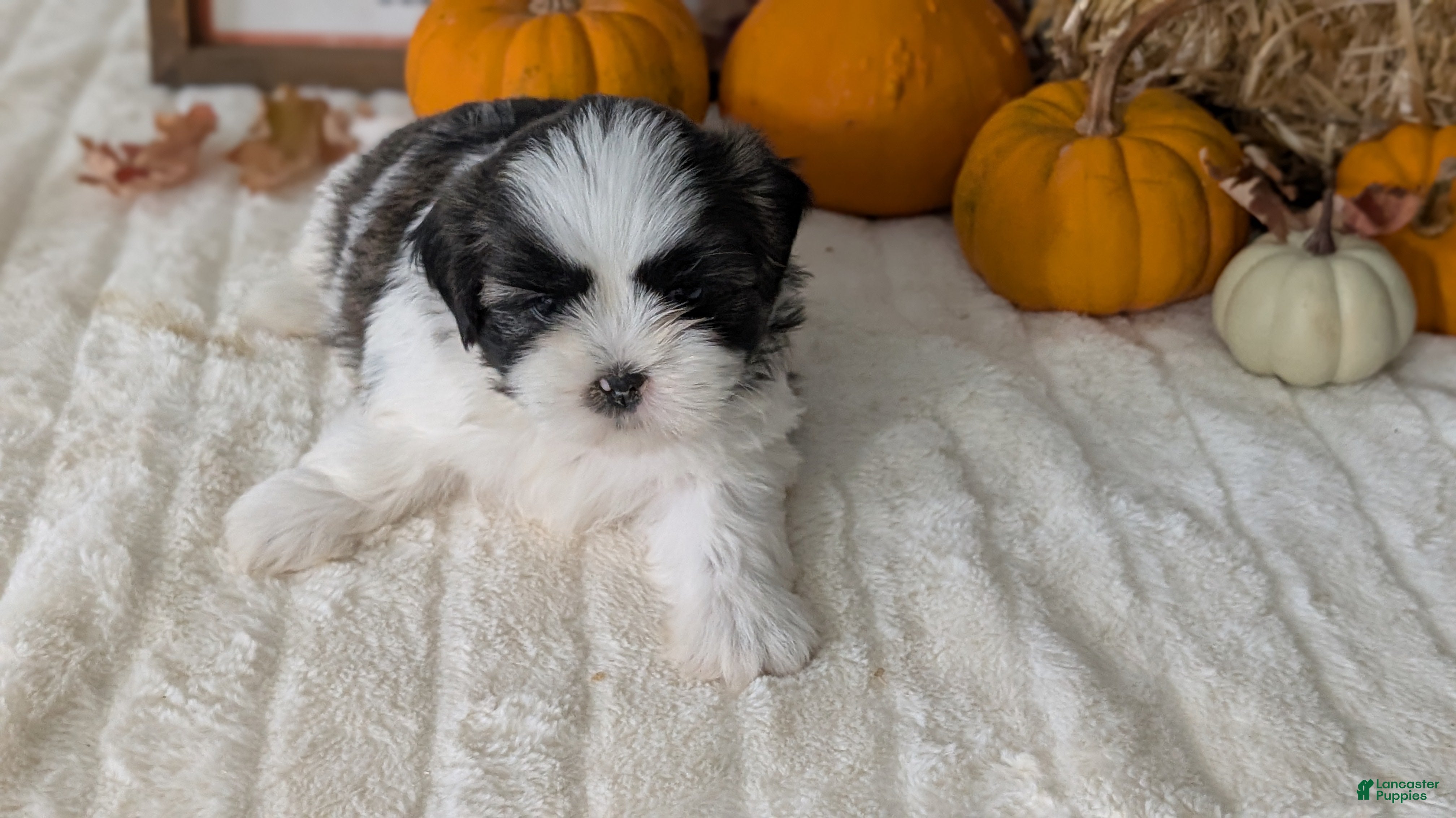 Shih Tzu dogs Kona - Ad 2