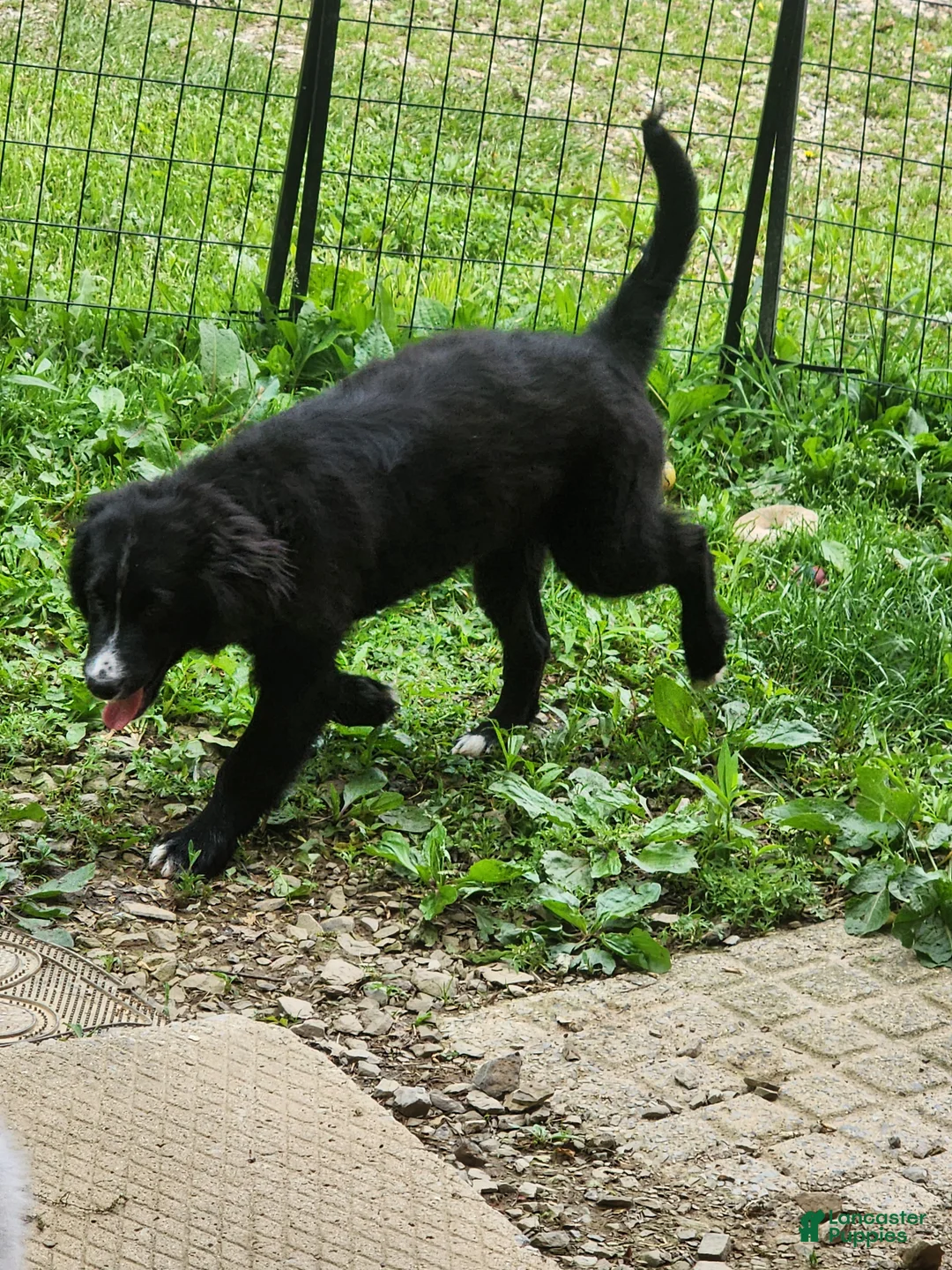 Goldendoodle dogs for sale: Goldendoodle Puppy 1 - Ad 1