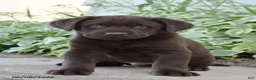 Labrador Retriever dogs for sale: Maverick - Ad 1