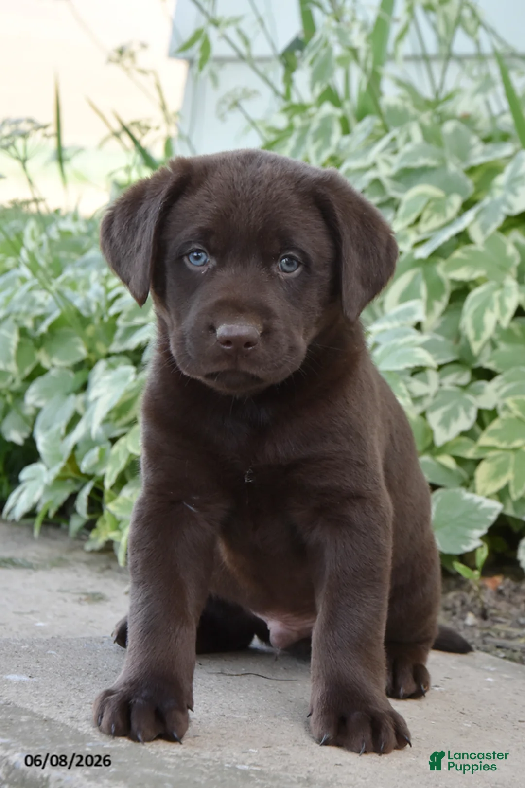 Labrador Retriever dogs for sale: Maverick - Ad 1