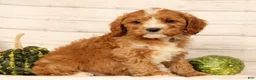Cavapoo dogs for sale: Pixel - Ad 8