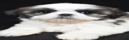 Shih Tzu dogs for sale: Gwen - Ad 4