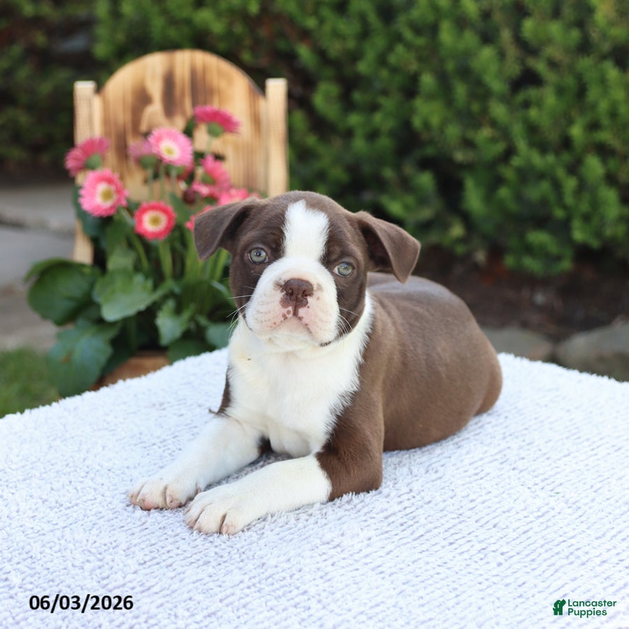 Boston Terrier dogs Dash - Ad 1