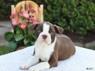 Boston Terrier dogs for sale: Dash - Ad 4