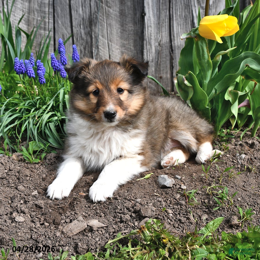 Shetland Sheepdog dogs Marla - Ad 1