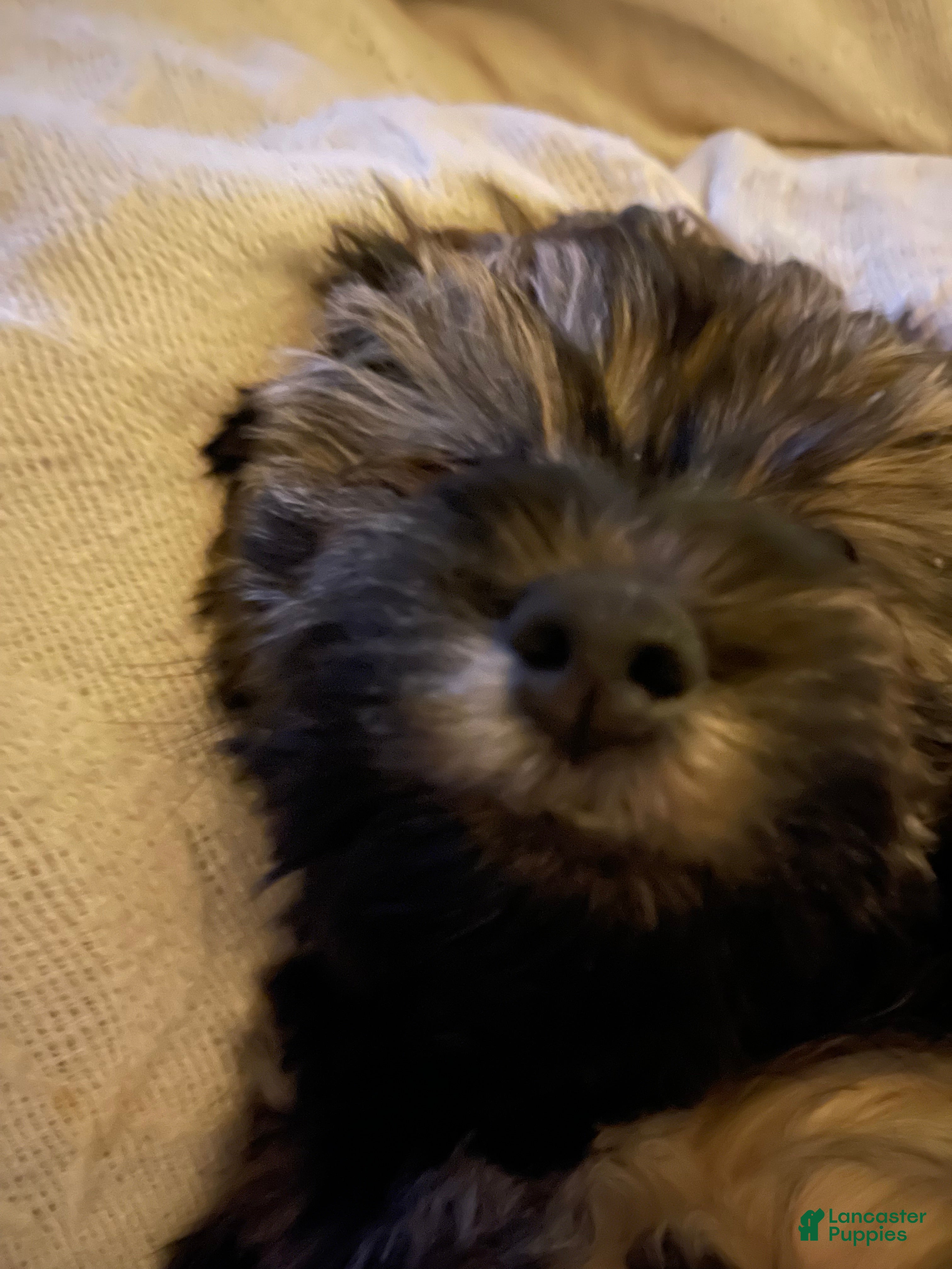 Mixed Breed dogs Dixie  - Ad 2