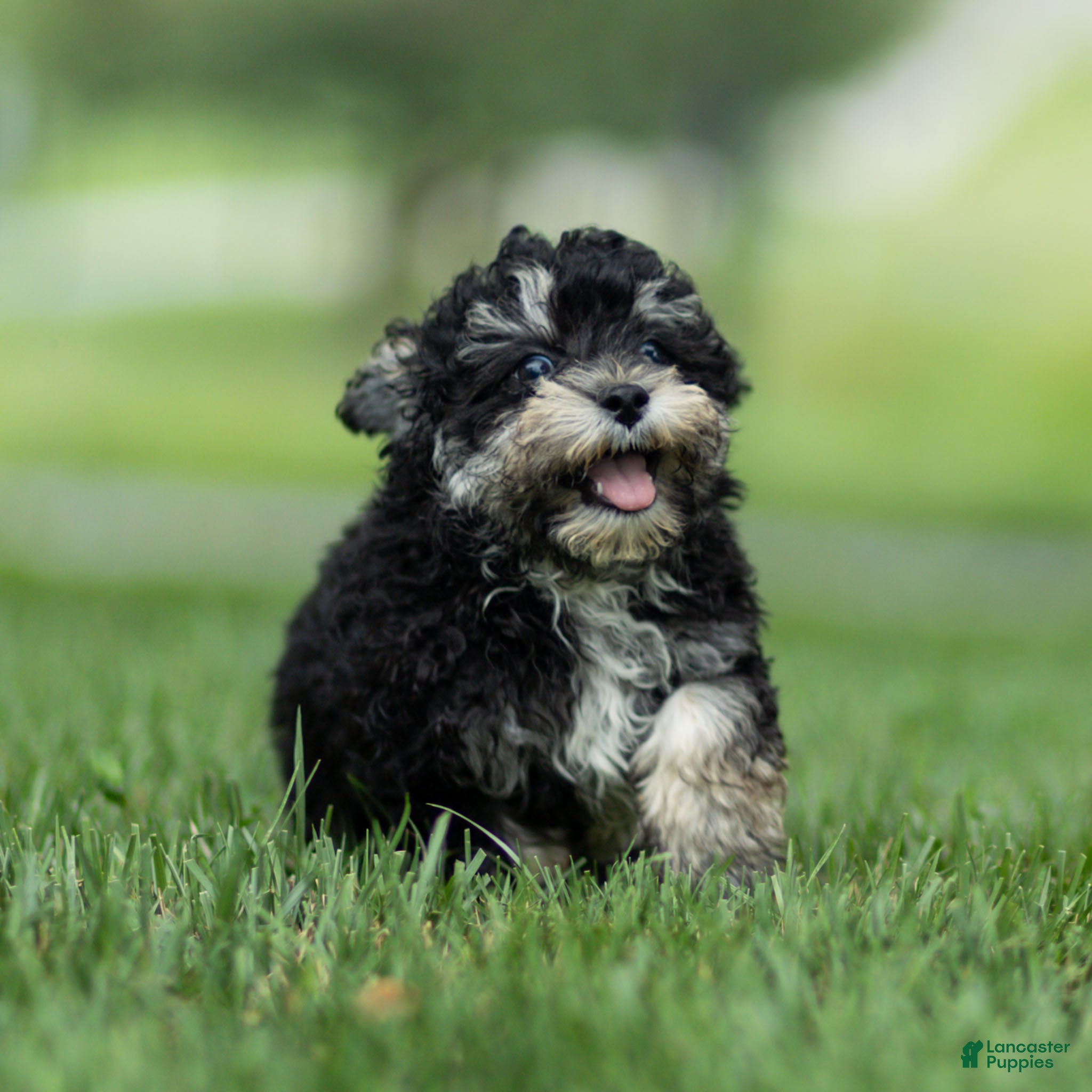 Maltipoo dogs Woody Maltipoo  - Ad 2