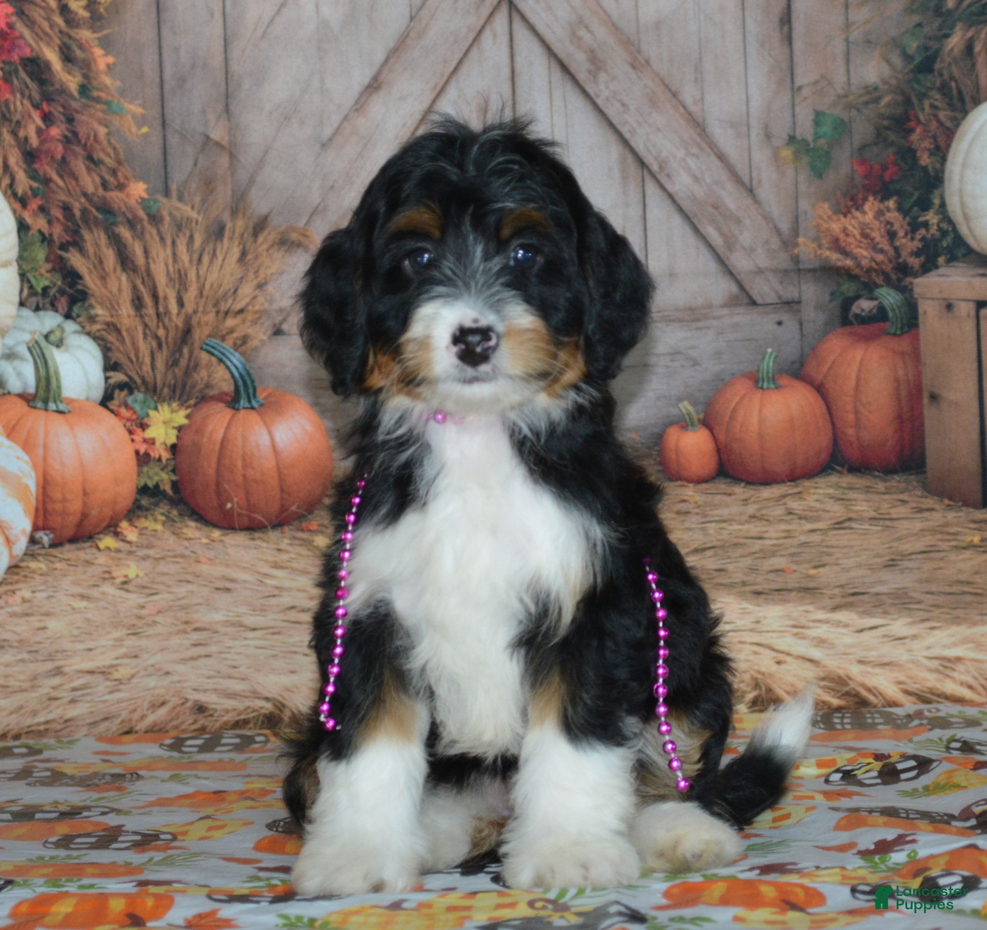 Mini Bernedoodle dogs Rosie - Ad 1