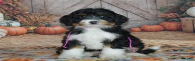 Rosie