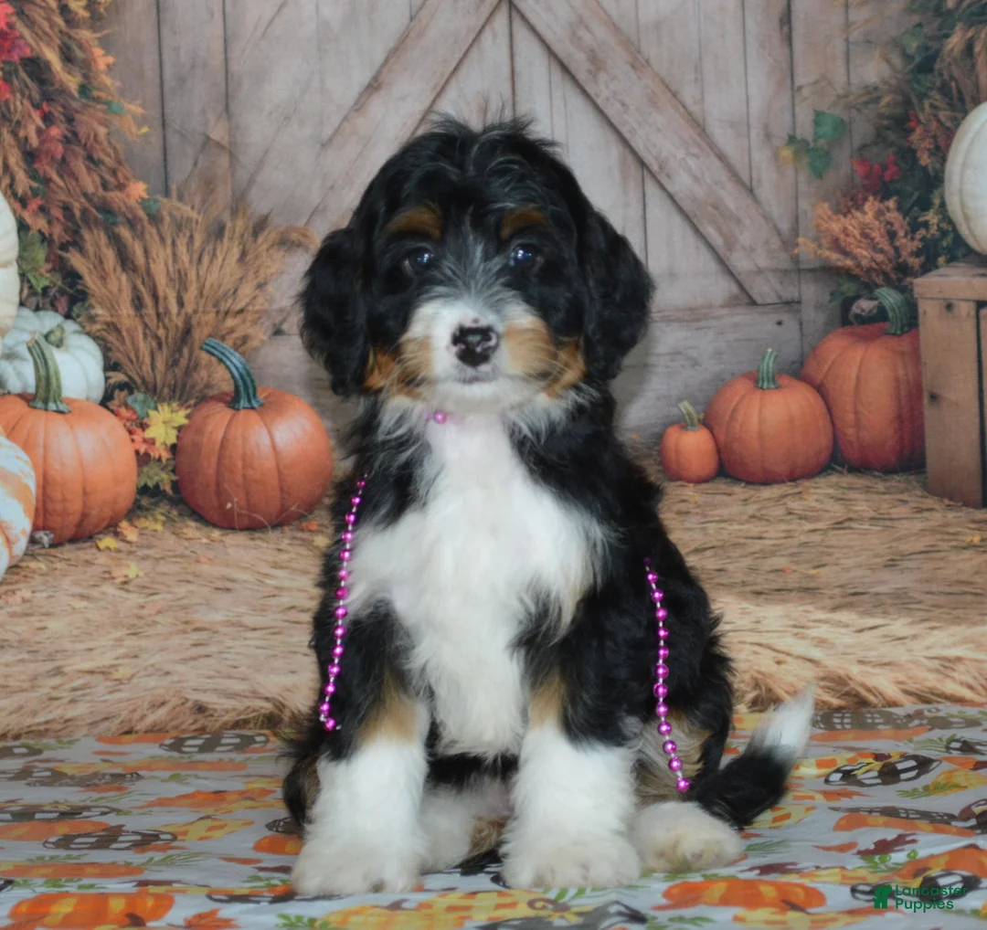 Mini Bernedoodle dogs for sale: Rosie - Ad 1