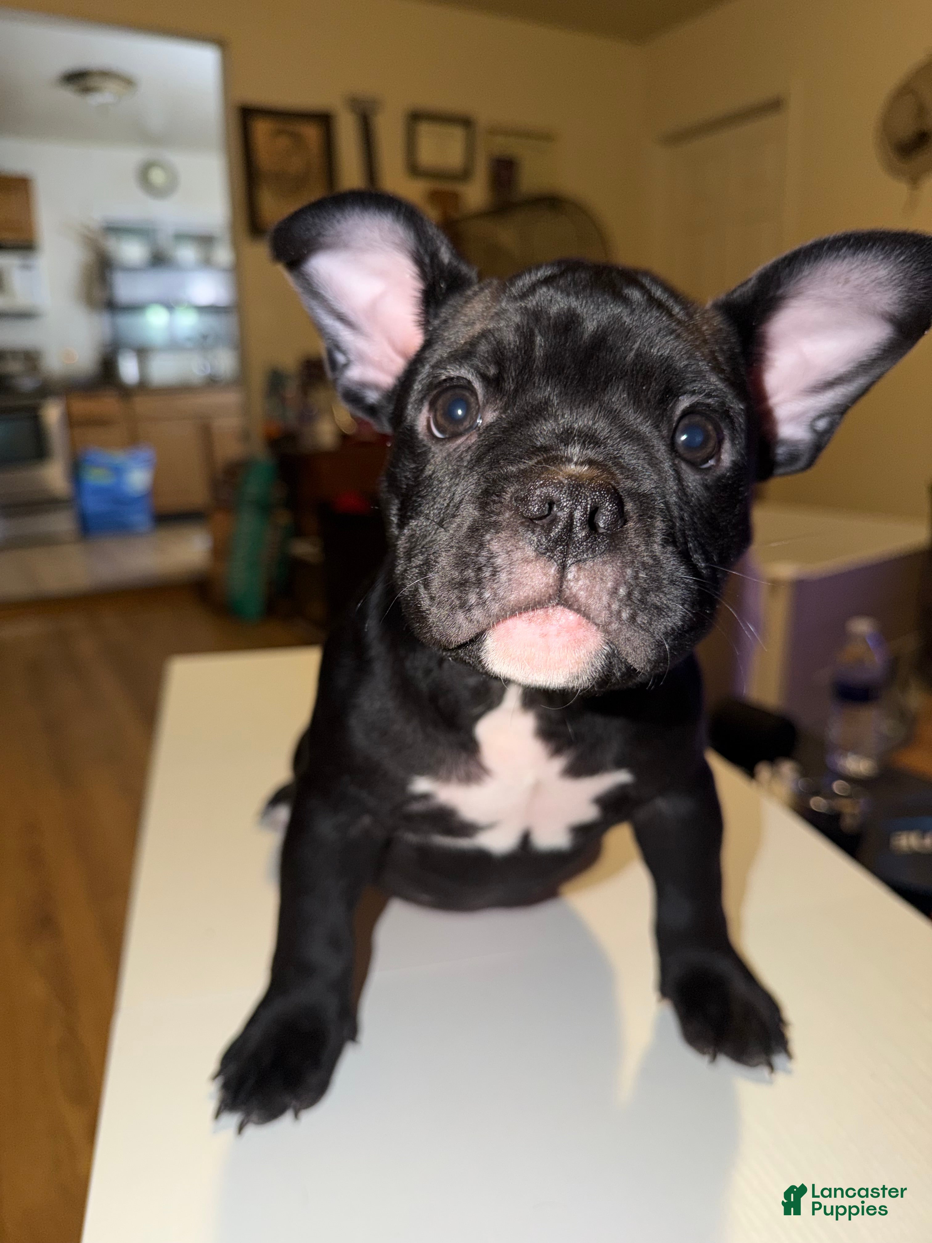 American Bully dogs Mamba - Ad 2