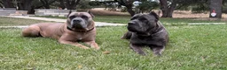 Cane Corso dogs for sale: Cane Corso 5- Dustin  - Ad 9