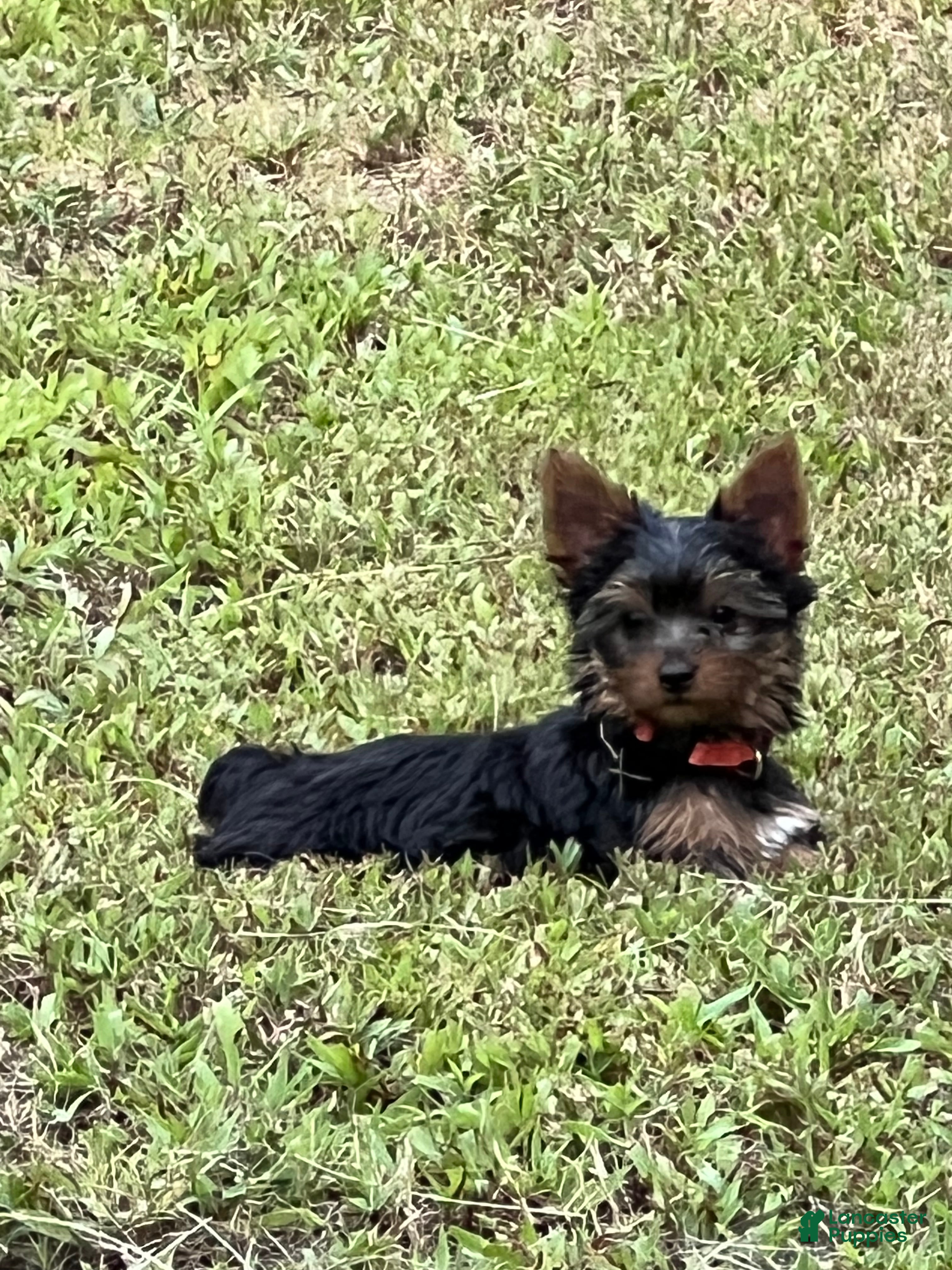 Yorkshire Terrier dogs Minnie  - Ad 14