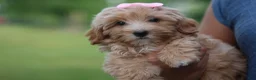 Havapoo dogs for sale: Ember 💛🐾 - Ad 4