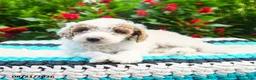 Mini Goldendoodle dogs for sale: Champ  - Ad 9
