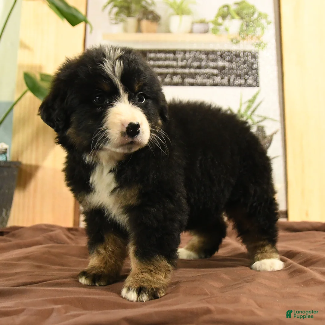 Bernedoodle dogs for sale: Reva - Ad 5
