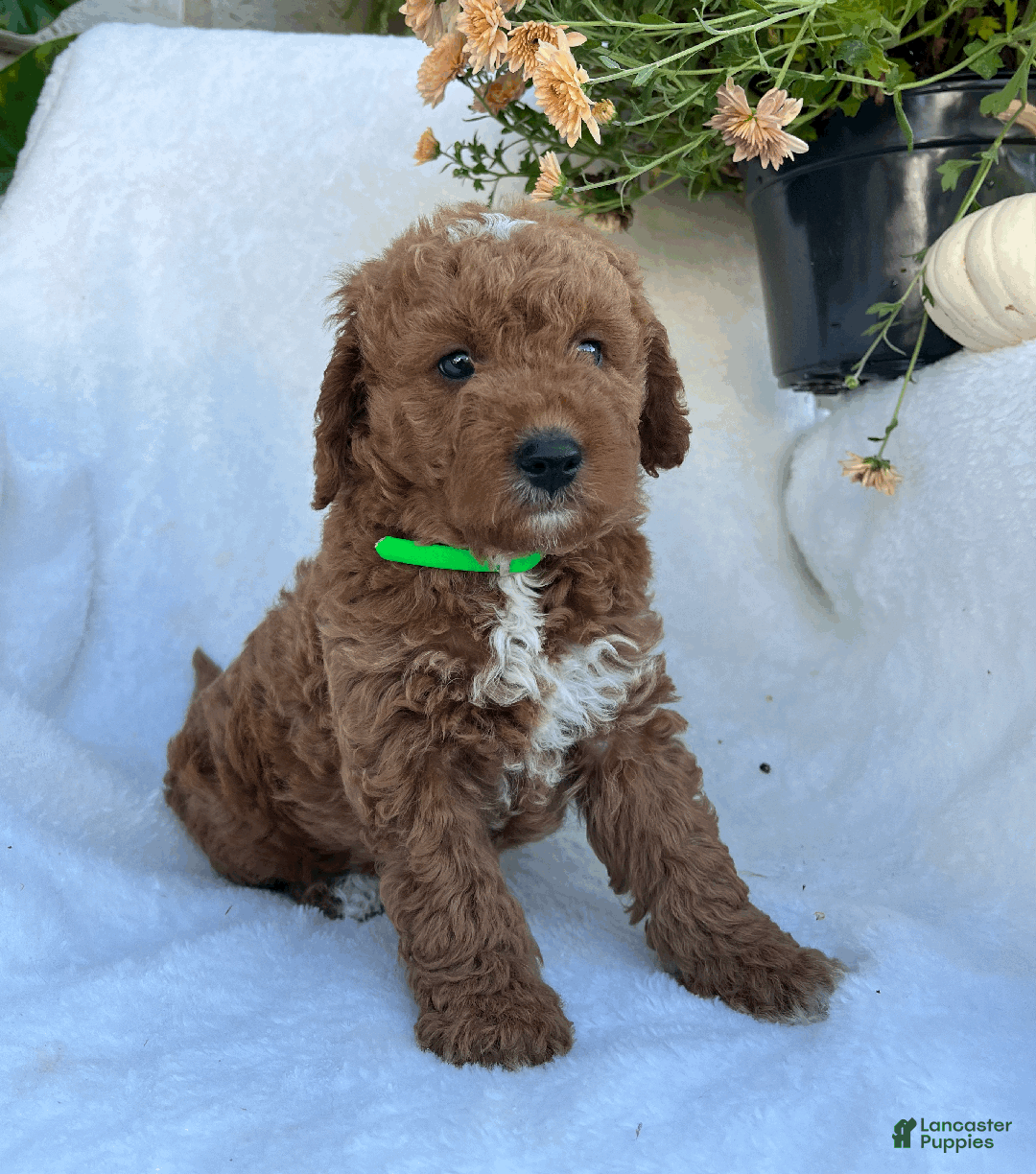 Goldendoodle dogs for sale: Jax - Ad 2