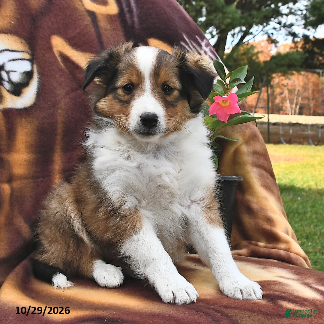 Shetland Sheepdog dogs for sale: Cocoa  - Ad 1